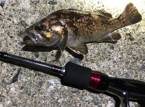 クロソイの釣果