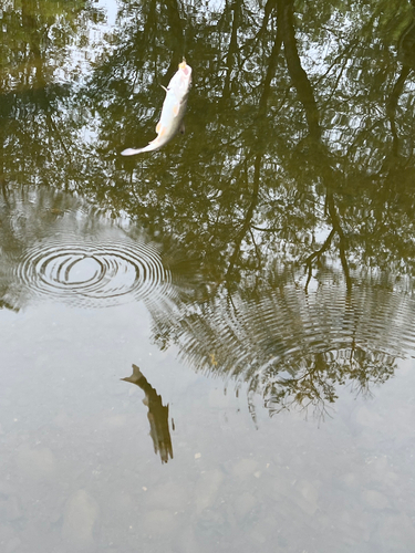 ウグイの釣果