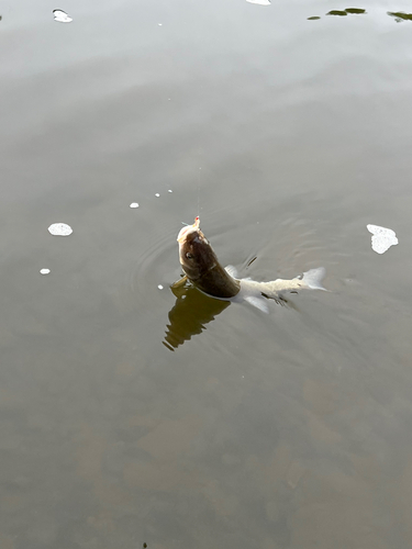 ウグイの釣果