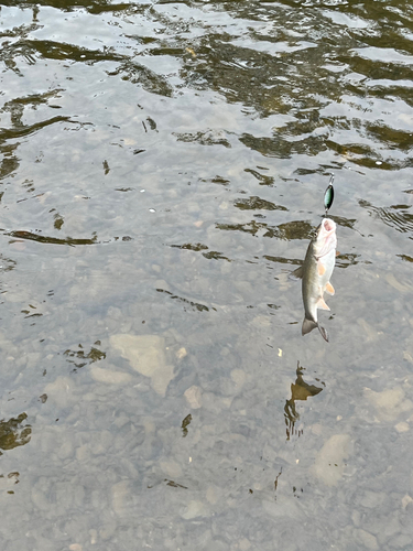 ウグイの釣果