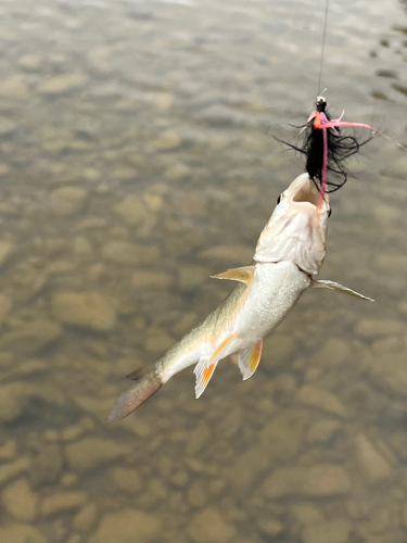 ウグイの釣果