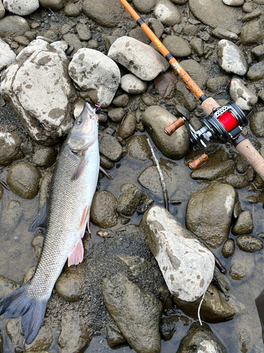 ウグイの釣果