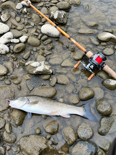 ウグイの釣果