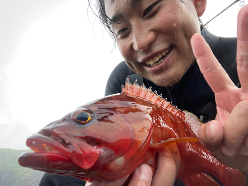 アカハタの釣果