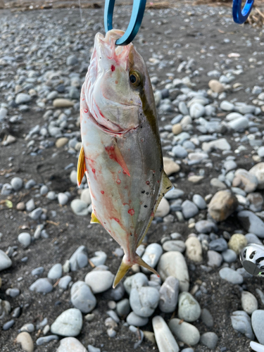 ショゴの釣果