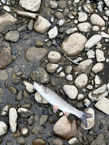 ウグイの釣果