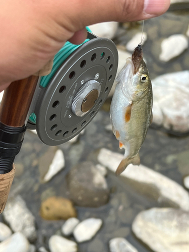 ウグイの釣果