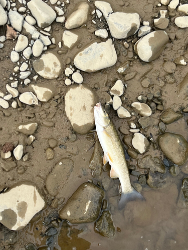 ウグイの釣果