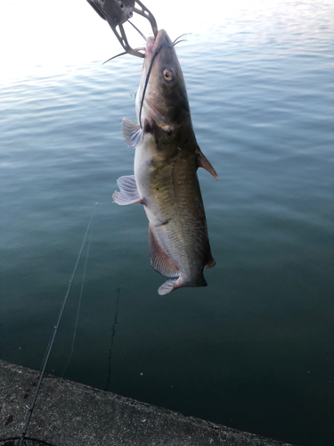 アメリカナマズの釣果