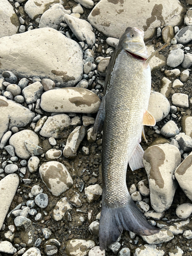 ウグイの釣果