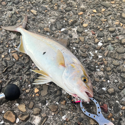 ショゴの釣果