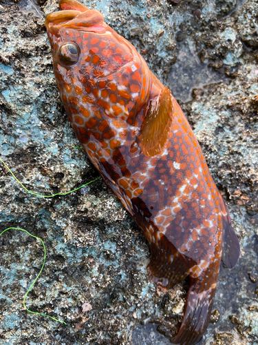 キジハタの釣果