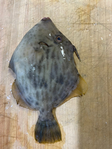 カワハギの釣果