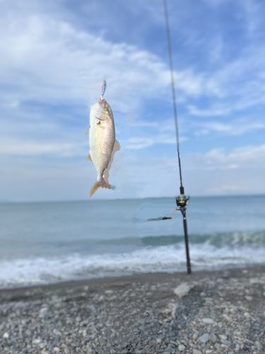 ショゴの釣果