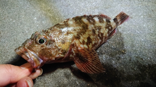 アラカブの釣果