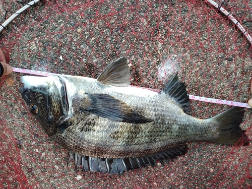 チヌの釣果