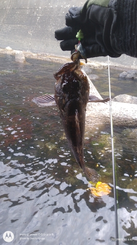 オウゴンムラソイの釣果