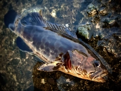 チャイロマルハタの釣果