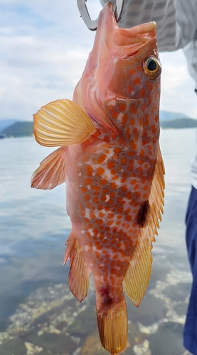 アコウの釣果