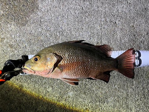 ゴマフエダイの釣果