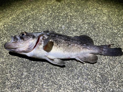 クロソイの釣果