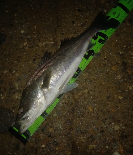 シーバスの釣果