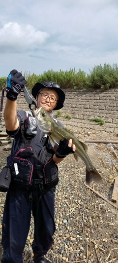 スズキの釣果