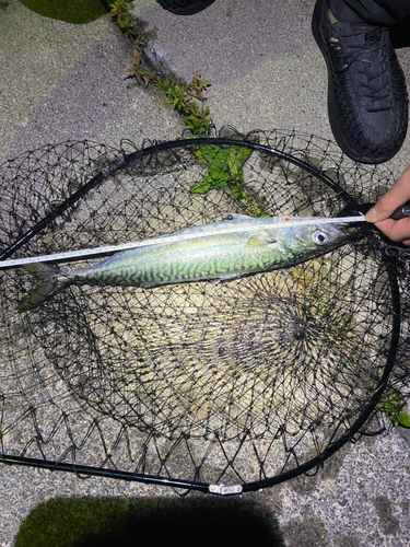 サバの釣果