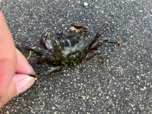 カニの釣果