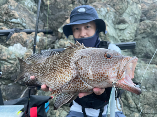 オオモンハタの釣果