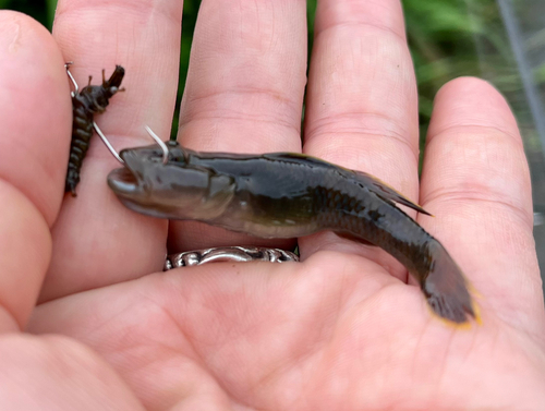 ヨシノボリの釣果