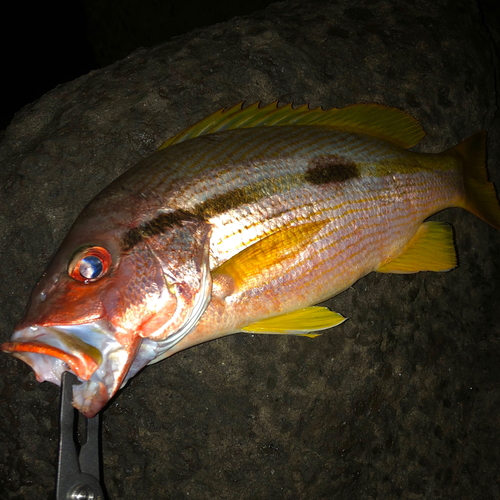 ヨコスジフエダイの釣果