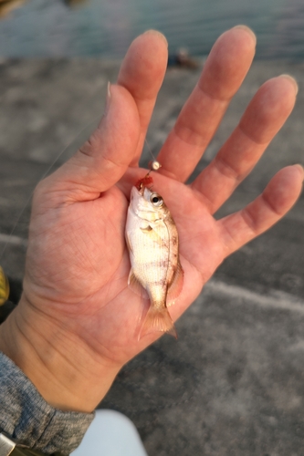 チャリコの釣果