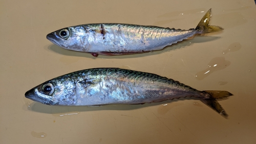 サバの釣果