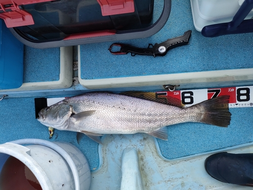 オオニベの釣果