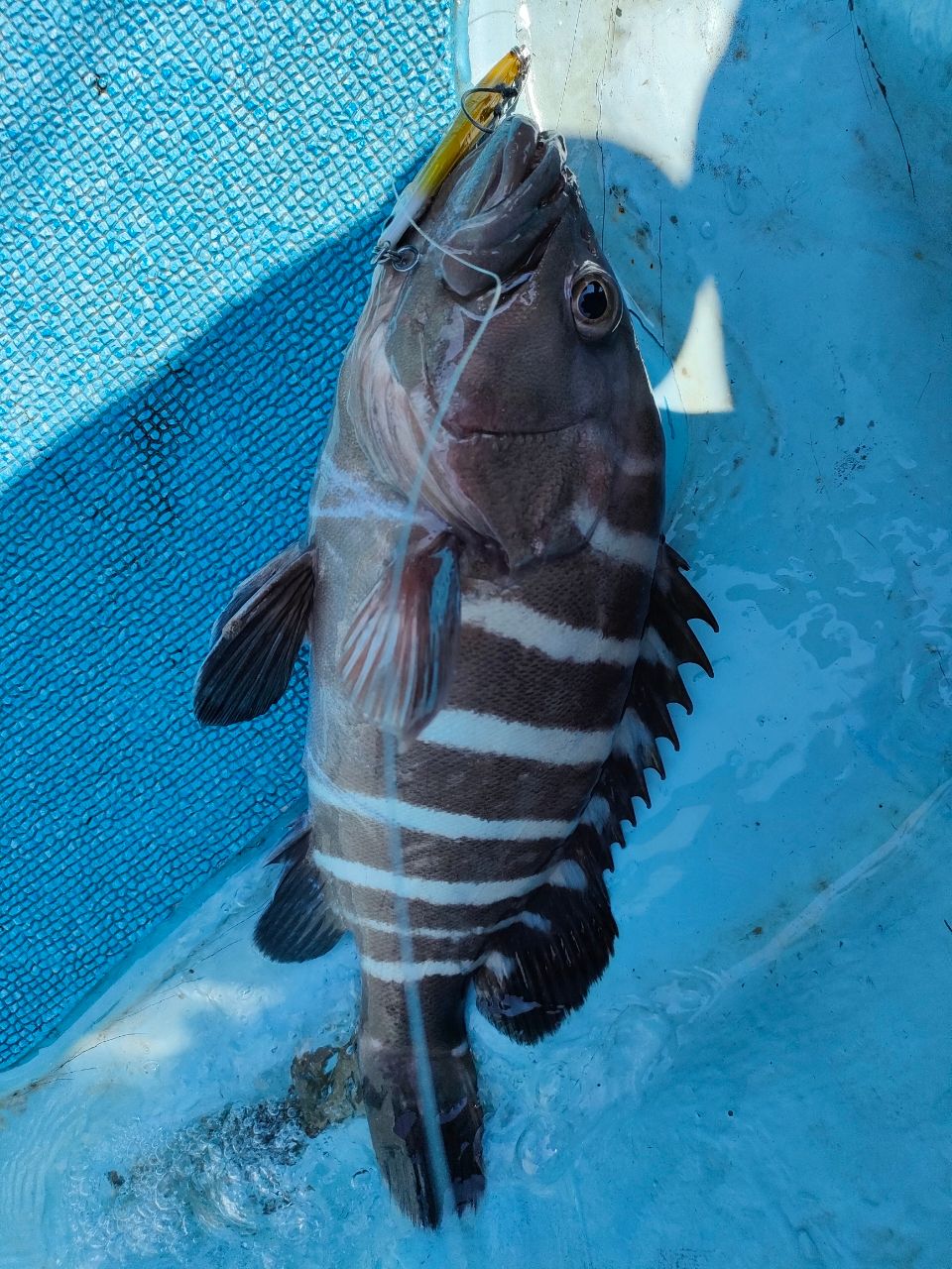 Hinamuraさんの釣果 2枚目の画像