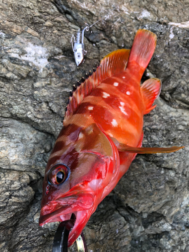 アカハタの釣果