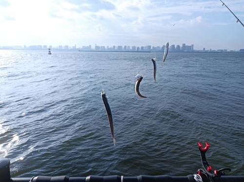 カタクチイワシの釣果