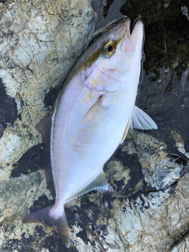 ネリゴの釣果