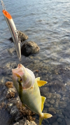 ネリゴの釣果