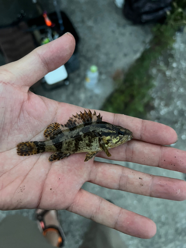 タケノコメバルの釣果