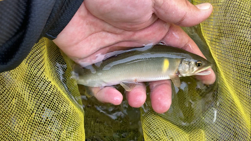 アユの釣果