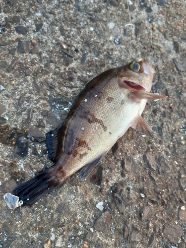 メバルの釣果