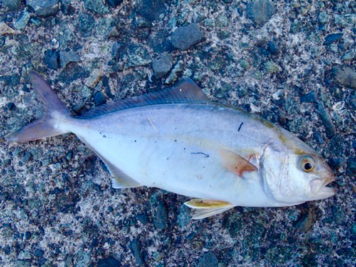 ショゴの釣果