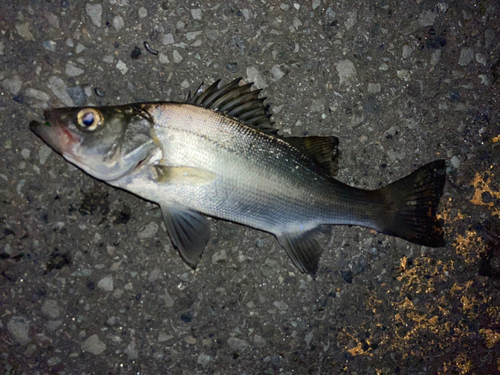 セイゴ（ヒラスズキ）の釣果