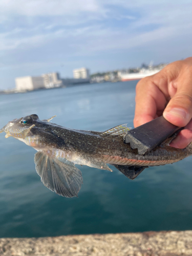 メゴチの釣果