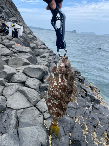 アイゴの釣果