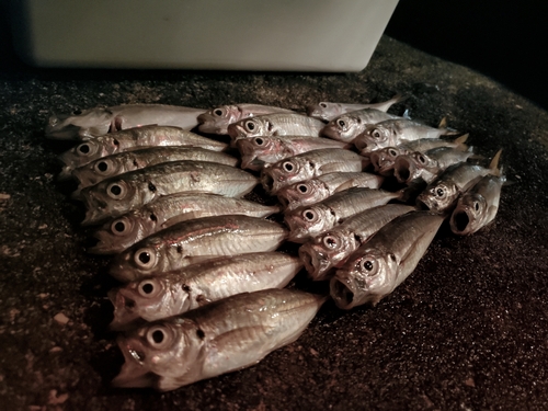 マルアジの釣果