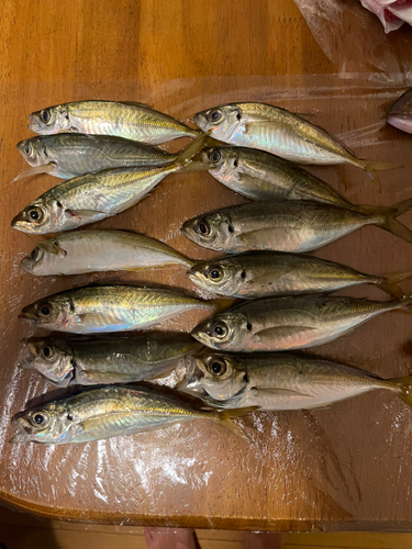 アジの釣果