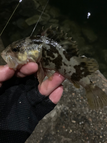 タケノコメバルの釣果